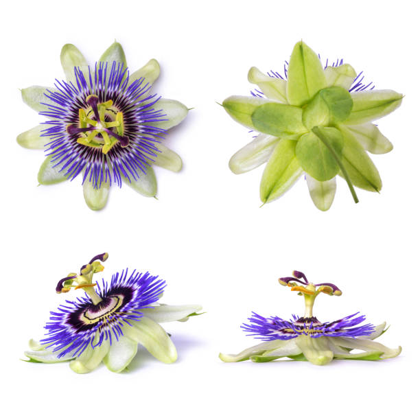 Passiflora passionflower isolated on white background. Big beautiful flower. Passiflora passionflower isolated on white background. Big beautiful flower passion flower stock pictures, royalty-free photos & images