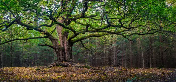 Photo of Scenic and big oak at autumn day in Finland. This oak is over 400 years old.