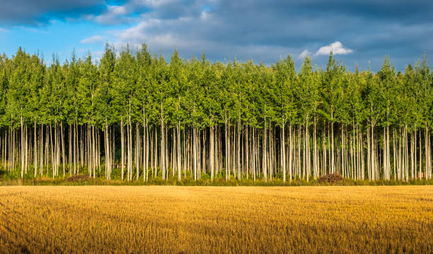 istock Landscape with straight tree row at summer day in Finland 803265216