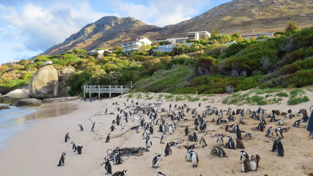 istock penguins colony at the beach 803265336