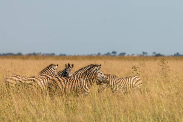 istock A herd of Zebras eating the grass. 803273634
