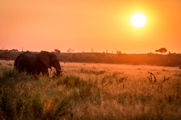 istock An Elephant walking during the sunset. 803273754
