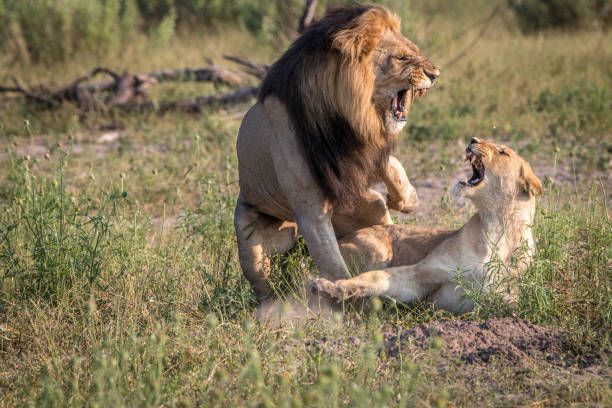 istock Two Lions busy mating in the grass. 803273988
