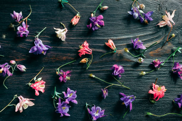 istock Colorful columbine over black 803274000