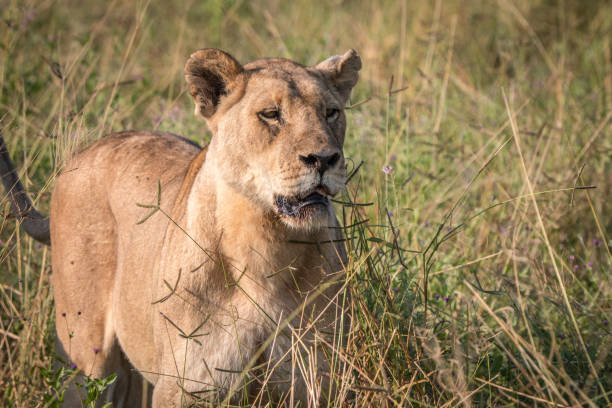 istock A female Lion walking in the grass. 803274270