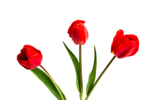 istock spring flowers tulips isolated on white background. Red tulips 803274274