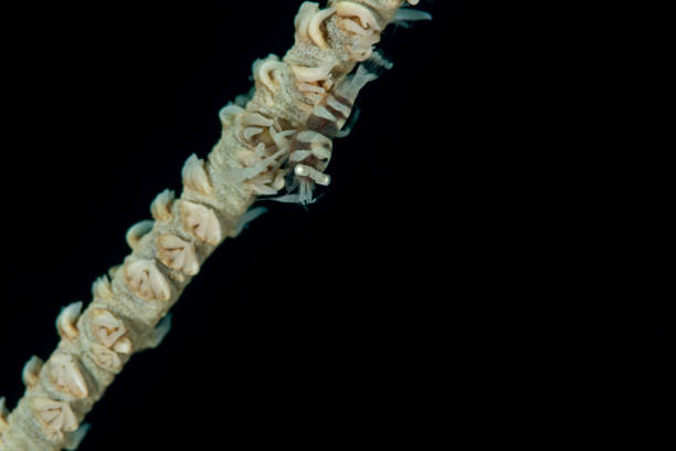 istock Anker's whip coral shrimp - Pontonides ankeri 803274338