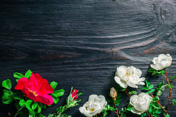 istock White and red wild roses over black 803280100