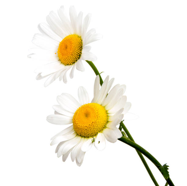 istock 