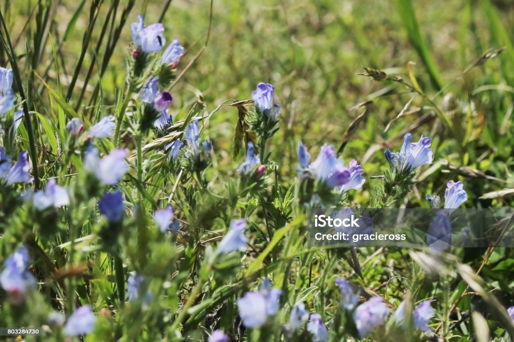 wild flowers bee in wild flowers field in Argentina Animal Wildlife Stock Photo