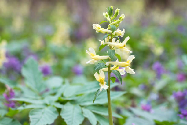 istock Flowers yellow and purple Corydalis (Hollow Corydalis bracteata cava) at the spring forest edge 803290692