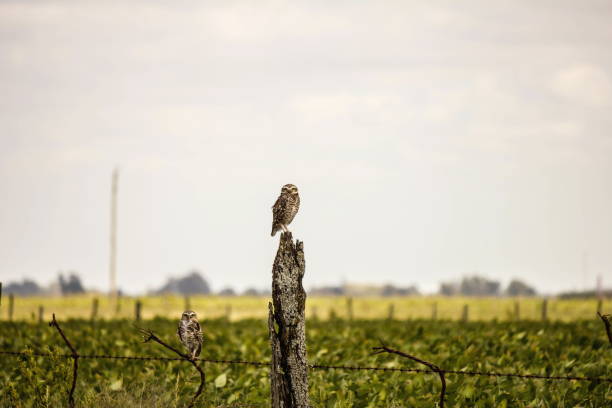 istock owl in the post in the field 803290978
