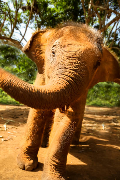 Baby Thai Elephant stock photo