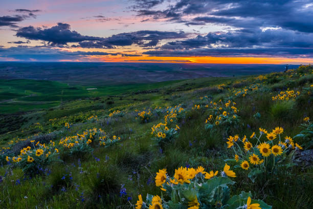 istock Wildflowers on Steptoe butte state park, spring, 803293942
