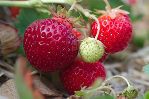 istock strawberry field macro closeup agriculture fruit 803294350