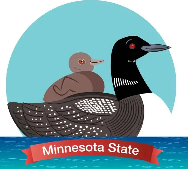 Vector illustration of Minnesota State Bird - Common Loon