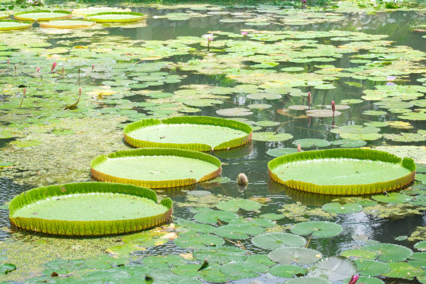 istock The big Lotus leaf, Majestic amazon lily pads on the water. 803299708