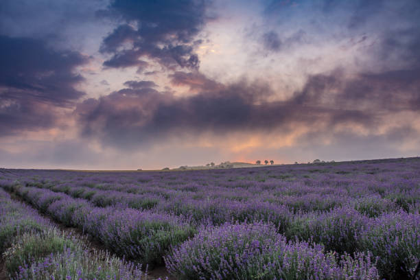 istock Sunrise at the lavender field 803299760