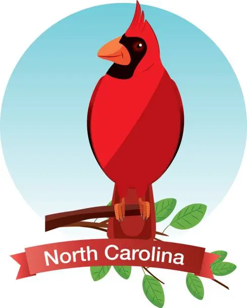 Vector illustration of Cardinal Birds in North Carolina