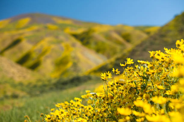 istock Hillside daisy flowers In the hills below Mckittrick Summit, Carrizo Plain 803302032