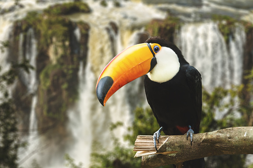 Toucan colorido en la naturaleza photo