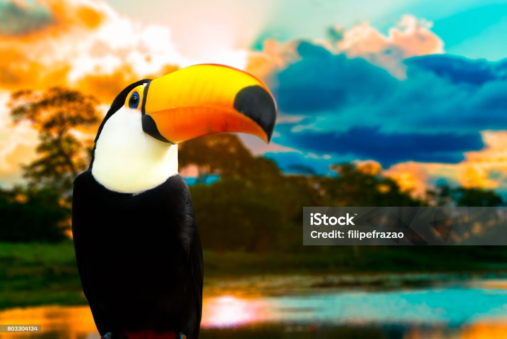 Colorful Toucan in the nature Animal collection Amazon Rainforest Stock Photo