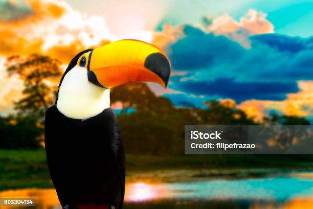 Colorful Toucan In The Nature Stock Photo - Download Image Now - Amazon Rainforest, Amazon Region, Animal