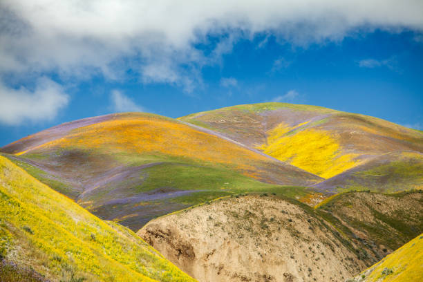 istock Vibrant flower covered hills below Mckittrick Summit, Carrizo Plain 803308384