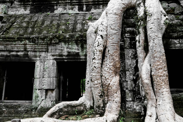 Tree-Covered Ruins of Ta Prohm stock photo