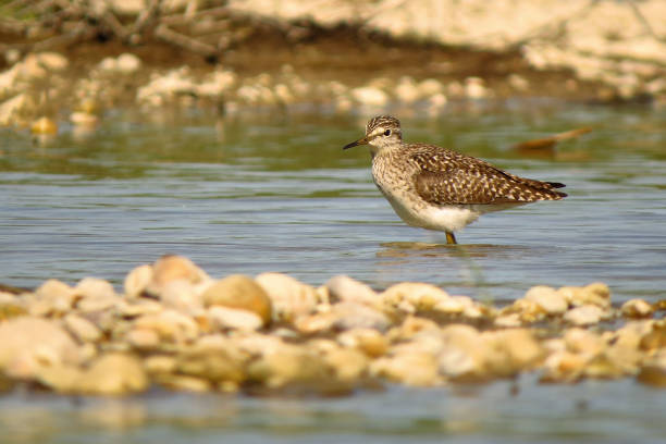 bécasseau bois (tringa glareola) - tringa glareola photos et images de collection