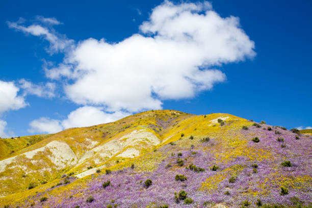 istock Yellow & purple flower covered hillside in Temblor Range, Carrizo Plain 803312790