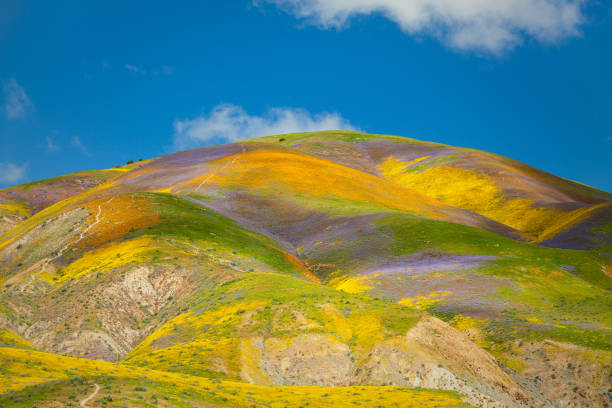 Vibrant flower covered hills below Mckittrick Summit, Carrizo Plain View of the vibrant spring flower bloom covered hills below Mckittrick Summit in the Temblor mountain range, with low white puffy cumulus humilis clouds rolling over the mountains. The hills are covered with an array of yellow, orange, purple flowers, predominately consisting of hillside daisy and goldfields (yellow), phacelias (purple), and California poppy (orange).  carrizo plain stock pictures, royalty-free photos & images