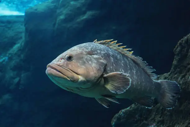 Polyprion americanus, Wreckfish, stone bass, a big Atlantic fish, underwater life