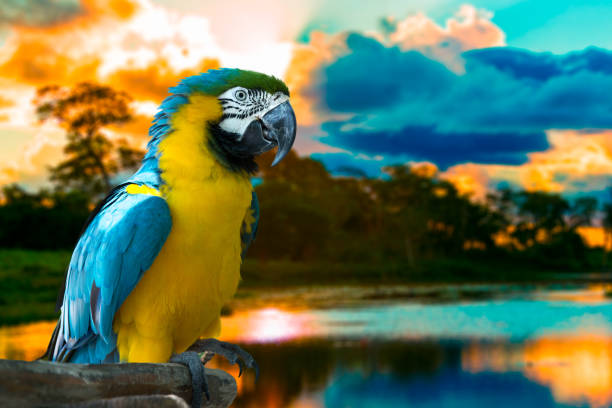 istock Blue and Yellow Macaw on the nature 803318776