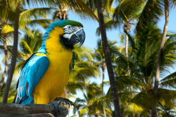 istock Blue and Yellow Macaw on the nature 803318908