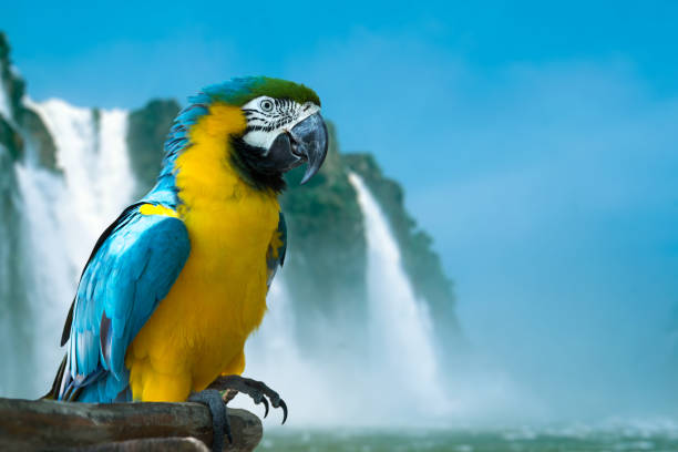 arara-azul e amarelo da natureza - iguacu national park - fotografias e filmes do acervo