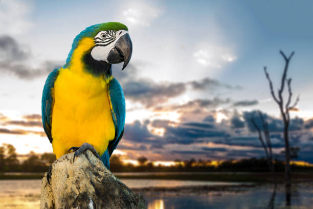 Blue and Yellow Macaw on the nature Animal collection aviary photos stock pictures, royalty-free photos & images