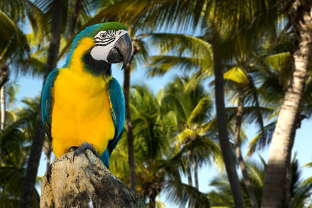 Blue and Yellow Macaw on the nature Animal collection aviary photos stock pictures, royalty-free photos & images