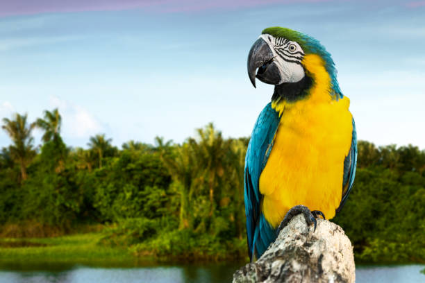 istock Blue and Yellow Macaw on the nature 803320216