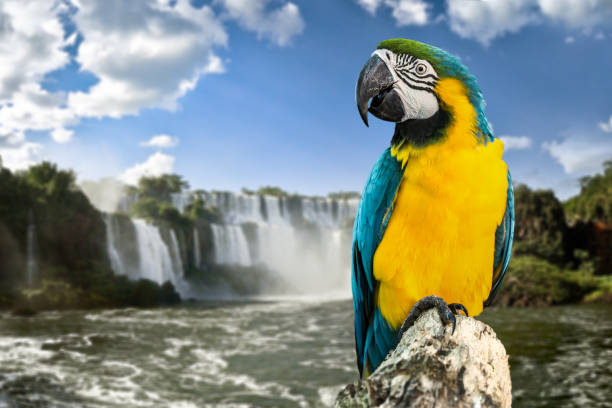 istock Blue and Yellow Macaw on the nature 803320300