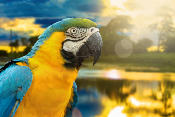 istock Blue and Yellow Macaw on the nature 803322370