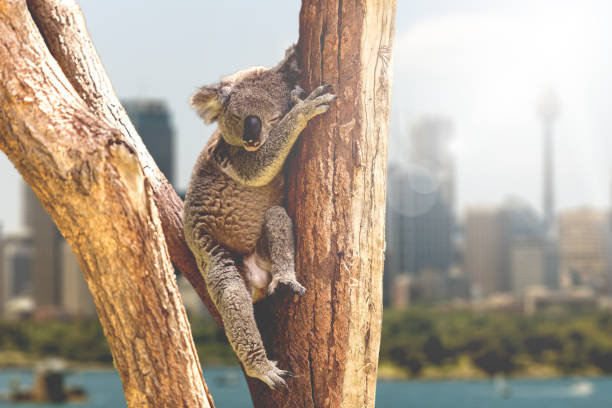 coala descansando e dormindo na sua árvore, austrália - koala sydney australia australia animal - fotografias e filmes do acervo