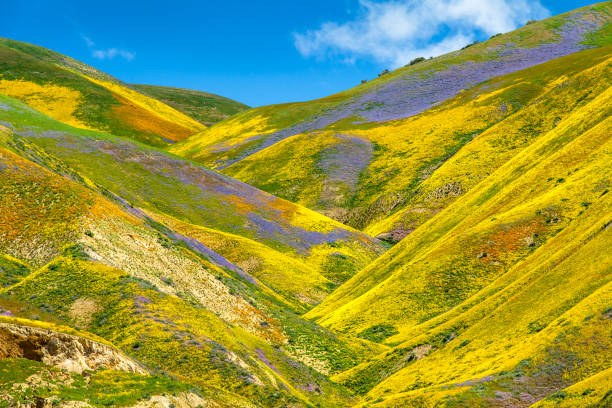 istock Vibrant flower covered hills below Mckittrick Summit, Carrizo Plain 803322884