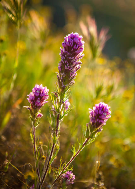 purple owl's clover flowers, carrizo plain national monument - owl clover imagens e fotografias de stock