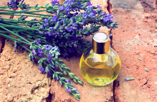 Essential  lavender oil stock photo