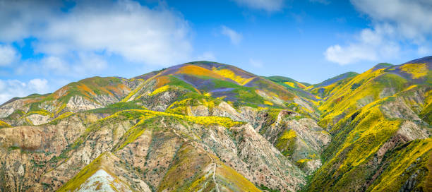 Panoramic view of flower covered hills below Mckittrick Summit, Carrizo Plain Panoramic view of the spring flower bloom covered hills below Mckittrick Summit in the Temblor mountain range, with low white puffy cumulus humilis clouds rolling over the mountains. The hills are covered with an array of yellow, orange, purple flowers, predominately consisting of hillside daisy and goldfields (yellow), phacelias (purple), and California poppy (orange).  carrizo plain stock pictures, royalty-free photos & images