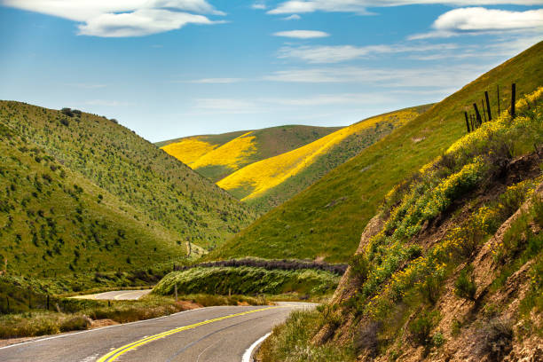istock Carrisa Highway through flower covered  hills to Carrizo Plain. 803325848