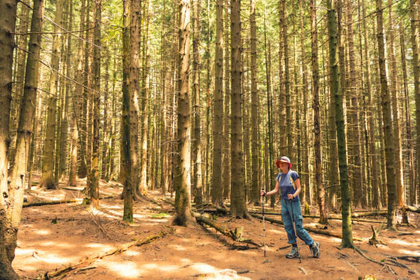 istock Senior woman exercising in the forest 803331200