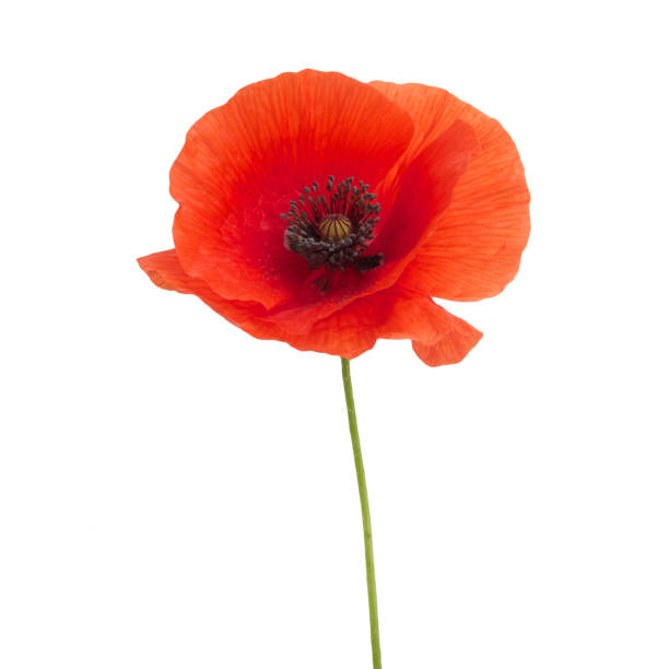 istock bright red poppy flower isolated on white 803339292