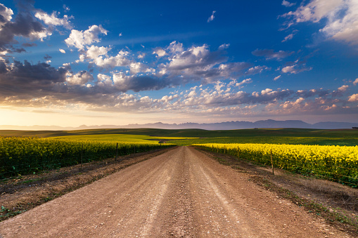A gravel road leading through canola fields under a cloudy sunset sky.